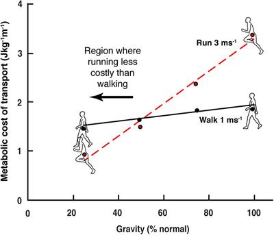 The Landscape of Movement Control in Locomotion: Cost, Strategy, and Solution